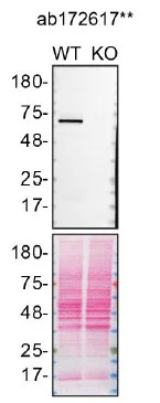 Western blot - Anti-Pyruvate Dehydrogenase E2 antibody [EPR12455(B)] (AB172617)