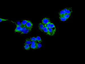 Immunocytochemistry/ Immunofluorescence - Anti-Pyruvate Dehydrogenase E2 antibody [EPR12455(B)] - BSA and Azide free (AB240168)