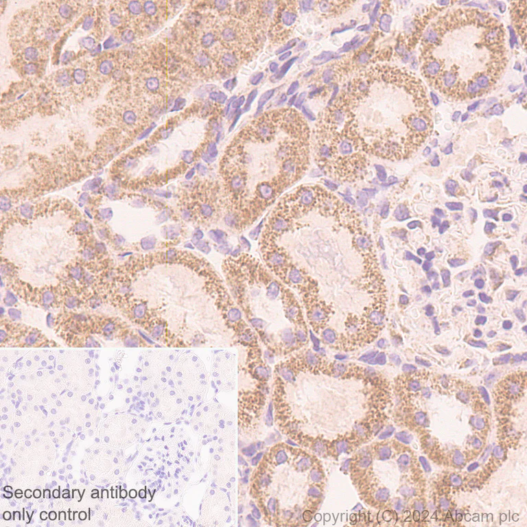 Immunohistochemistry (Formalin/PFA-fixed paraffin-embedded sections) - Anti-Pyruvate Dehydrogenase E2 antibody [EPR12455(B)] - BSA and Azide free (AB240168)
