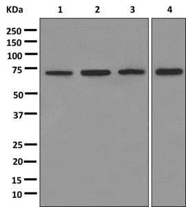 Western blot - Anti-Pyruvate Dehydrogenase E2 antibody [EPR12455(B)] - BSA and Azide free (AB240168)