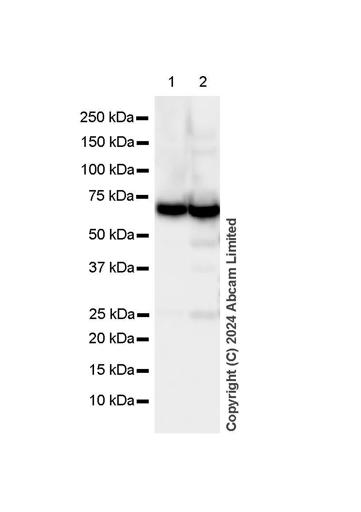 Western blot - Anti-Pyruvate Dehydrogenase E2 antibody [EPR12455(B)] - BSA and Azide free (AB240168)