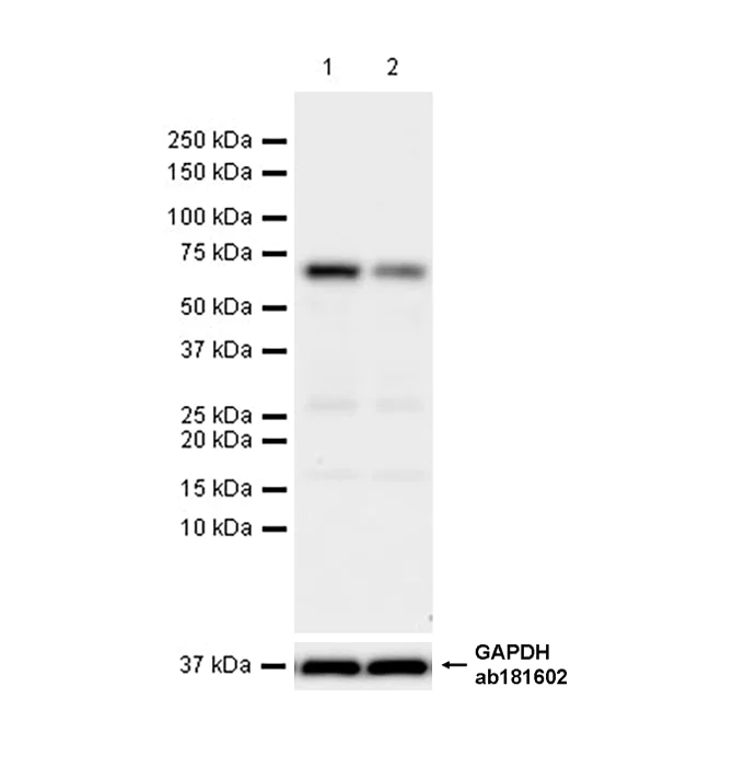Western blot - Anti-Pyruvate Dehydrogenase E2 antibody [EPR12455(B)] - BSA and Azide free (AB240168)