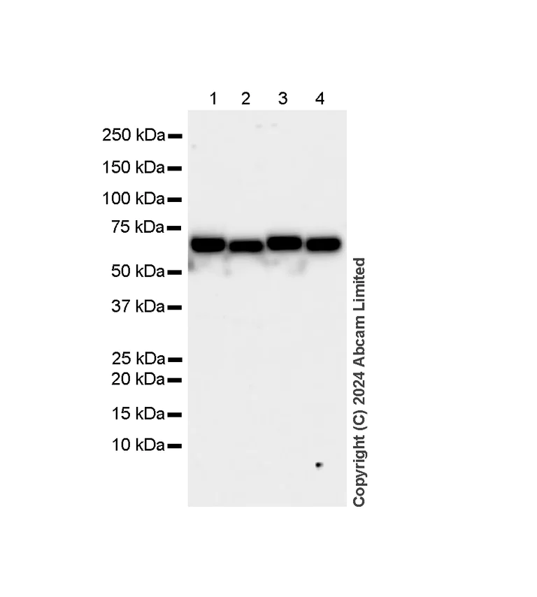 Western blot - Anti-Pyruvate Dehydrogenase E2 antibody [EPR12455(B)] - BSA and Azide free (AB240168)