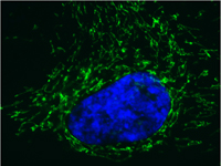 Immunocytochemistry/ Immunofluorescence - Anti-Pyruvate dehydrogenase E2/E3bp antibody [13G2AE2BH5] (AB110333), expandable thumbnail