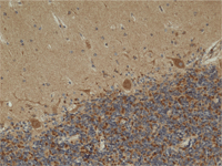 Immunohistochemistry (Formalin/PFA-fixed paraffin-embedded sections) - Anti-Pyruvate dehydrogenase E2/E3bp antibody [13G2AE2BH5] (ab110333), expandable thumbnail