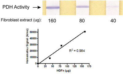 Functional Studies - Pyruvate dehydrogenase (PDH) Enzyme Activity Dipstick Assay Kit (AB109882), expandable thumbnail