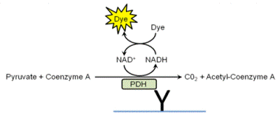 Schematic Diagram - Pyruvate dehydrogenase (PDH) Enzyme Activity Microplate Assay Kit (AB109902), expandable thumbnail