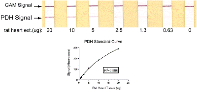ELISA - Pyruvate dehydrogenase (PDH) Protein Quantity Dipstick Assay Kit (AB109883), expandable thumbnail