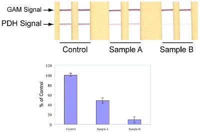 ELISA - Pyruvate dehydrogenase (PDH) Protein Quantity Dipstick Assay Kit (AB109883), expandable thumbnail
