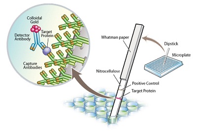 Sandwich ELISA - Pyruvate dehydrogenase (PDH) Protein Quantity Dipstick Assay Kit (AB109883), expandable thumbnail