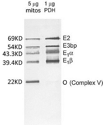 Western blot - Pyruvate dehydrogenase (PDH) WB Antibody Cocktail (AB110416), expandable thumbnail