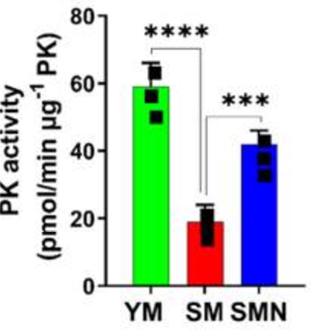 Pyruvate Kinase Activity Assay Kit (ab83432 / K709) | Abcam