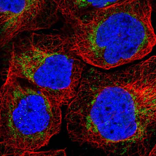 Immunocytochemistry/ Immunofluorescence - Anti-QIL1 antibody (AB122807)