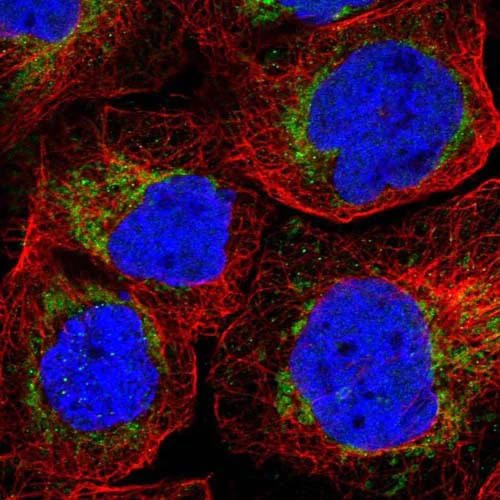 Immunocytochemistry/ Immunofluorescence - Anti-QIL1 antibody (AB122807)