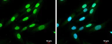 Immunocytochemistry/ Immunofluorescence - Anti-QKI antibody (AB102086)