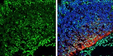 Immunohistochemistry (Frozen sections) - Anti-QKI antibody (AB102086)