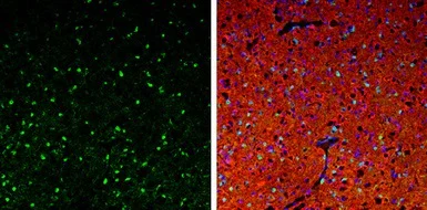 Immunohistochemistry (Frozen sections) - Anti-QKI antibody (AB102086)