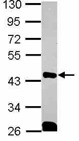 Western blot - Anti-QKI antibody (AB102086), expandable thumbnail