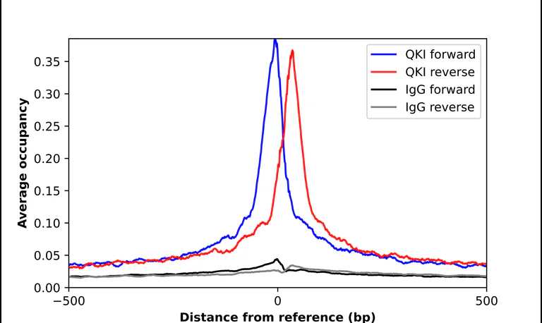 ChIP - Anti-QKI Antibody (AB327192)
