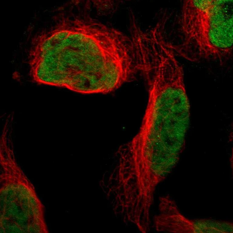 Immunocytochemistry/ Immunofluorescence - Anti-QKI Antibody (AB327192)