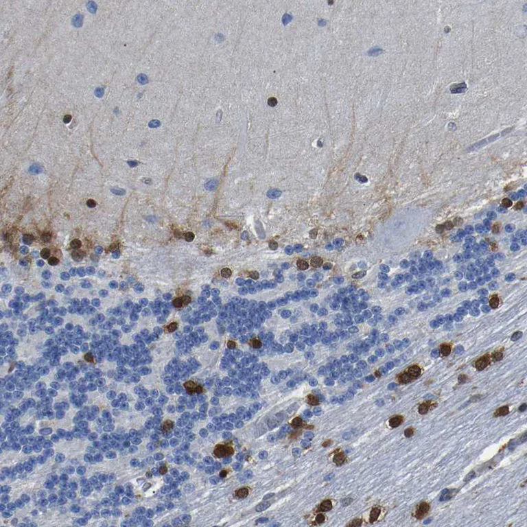 Immunohistochemistry (Formalin/PFA-fixed paraffin-embedded sections) - Anti-QKI Antibody (AB327192)