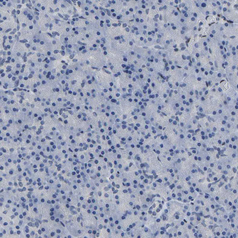 Immunohistochemistry (Formalin/PFA-fixed paraffin-embedded sections) - Anti-QKI Antibody (AB327192)