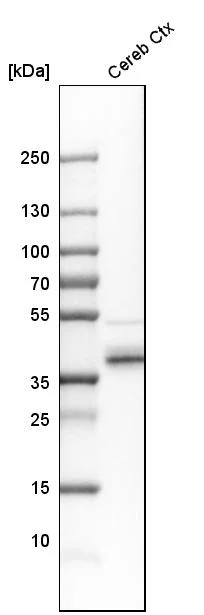 Western blot - Anti-QKI Antibody (AB327192)