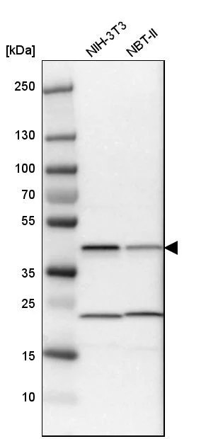 Western blot - Anti-QKI Antibody (AB327192)