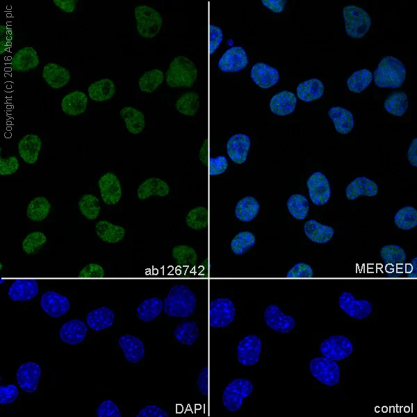 Immunocytochemistry/ Immunofluorescence - Anti-QKI antibody [EPR7306] (AB126742)