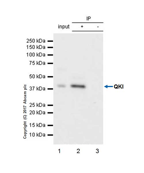 Immunoprecipitation - Anti-QKI antibody [EPR7306] (AB126742)