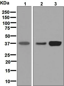 Western blot - Anti-QKI antibody [EPR7306] (AB126742)