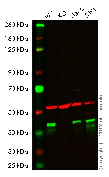 Western blot - Anti-QKI antibody [EPR7306] (AB126742)