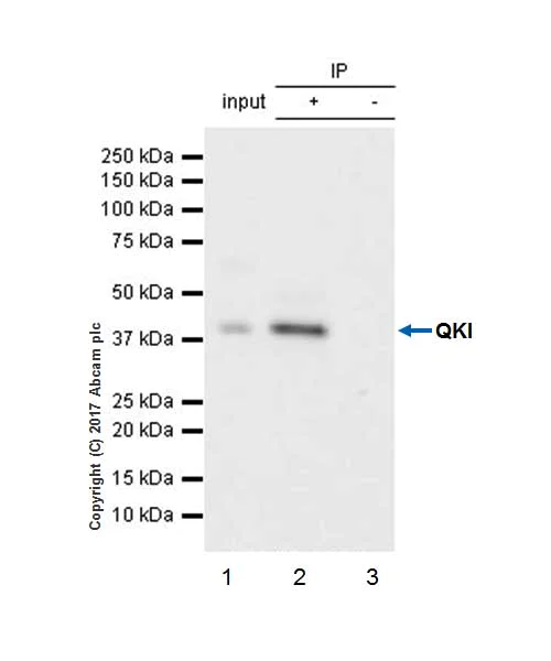 Immunoprecipitation - Anti-QKI antibody [EPR7306] - BSA and Azide free (AB232502)