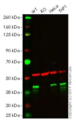 Western blot - Anti-QKI antibody [EPR7306] - BSA and Azide free (AB232502)