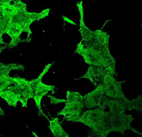 Immunocytochemistry/ Immunofluorescence - Anti-QKI antibody [N147/6] (AB186245)