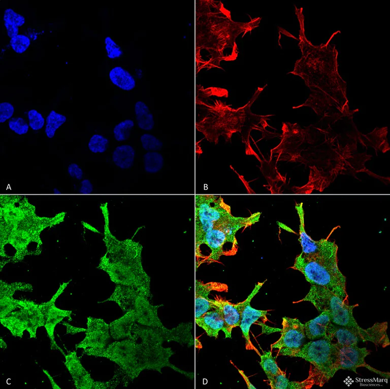 Immunocytochemistry/ Immunofluorescence - Anti-QKI antibody [N147/6] (AB186245)