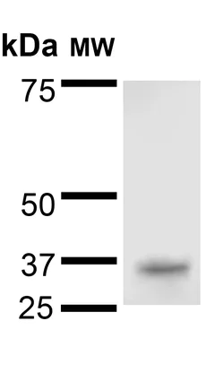 Western blot - Anti-QKI antibody [N147/6] (AB186245)