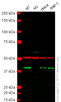 Western blot - Anti-QKI antibody [N147/6] (AB186245)