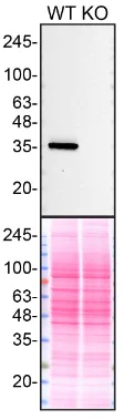 Western blot - Anti-QPRT antibody [EPR11941(B)] - BSA and Azide free (AB249663)