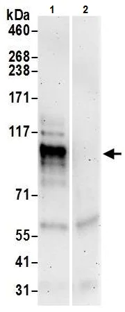 Immunoprecipitation - Anti-QRICH1 antibody (AB241574)