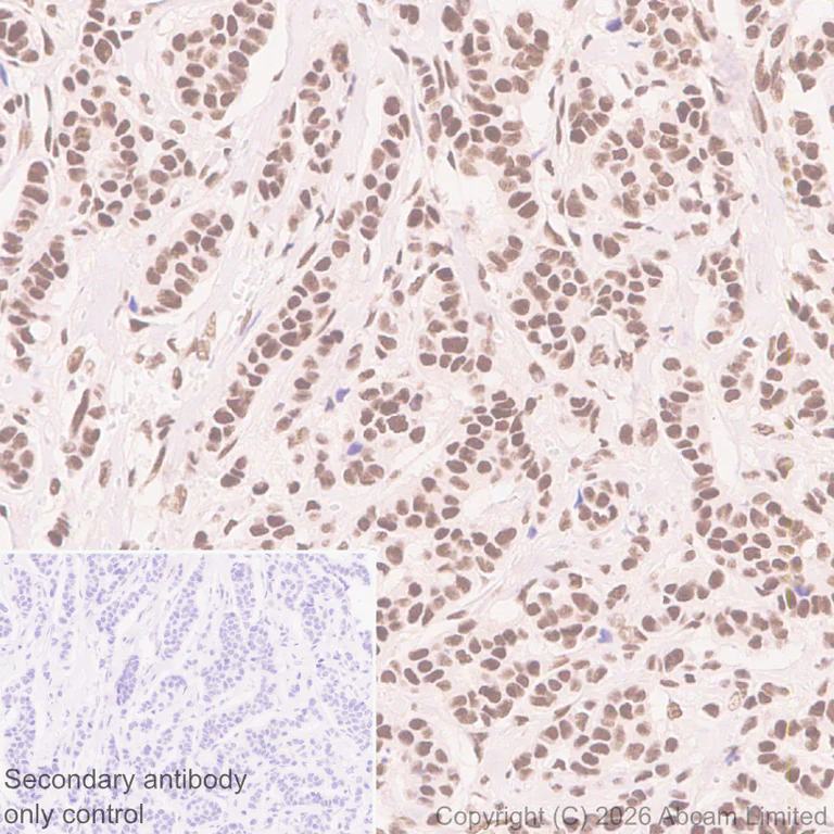 Immunohistochemistry (Formalin/PFA-fixed paraffin-embedded sections) - Anti-QRICH1 antibody [EPR30491-560] (AB326365)