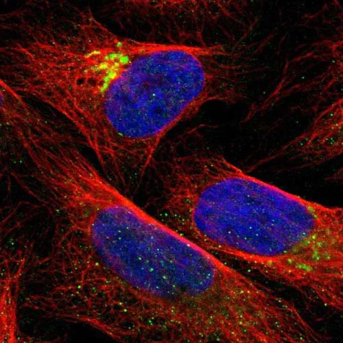 Immunocytochemistry/ Immunofluorescence - Anti-QSOX2 antibody (AB121376)
