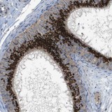 Immunohistochemistry (Formalin/PFA-fixed paraffin-embedded sections) - Anti-QSOX2 antibody (AB121376)