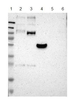 Western blot - Anti-QSOX2 antibody (AB121376)
