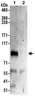 Immunoprecipitation - Anti-QSOX2 antibody - C-terminal (AB191168)