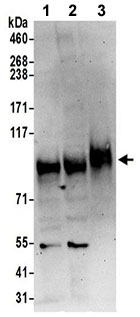 Western blot - Anti-QSOX2 antibody - C-terminal (AB191168), expandable thumbnail