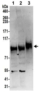 Western blot - Anti-QSOX2 antibody - C-terminal (AB191168)