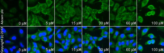 Functional Studies - Quercetin, Antioxidative flavonoid (AB120247)