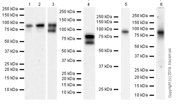 Western blot - Anti-Quiescin Q6 antibody [EPR21866] (AB235444)
