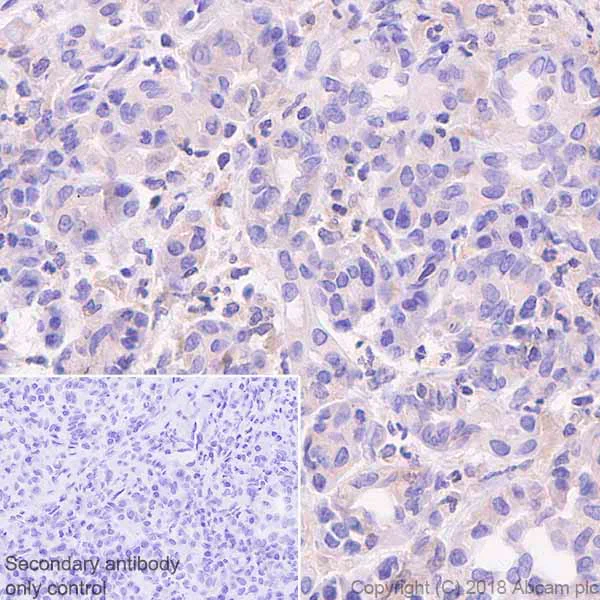 Immunohistochemistry (Formalin/PFA-fixed paraffin-embedded sections) - Anti-Quiescin Q6 antibody [EPR21866] - BSA and Azide free (AB237600)